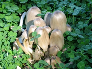 Mushrooms3