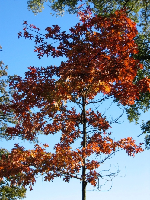 A Very Colourful Autumn Tree